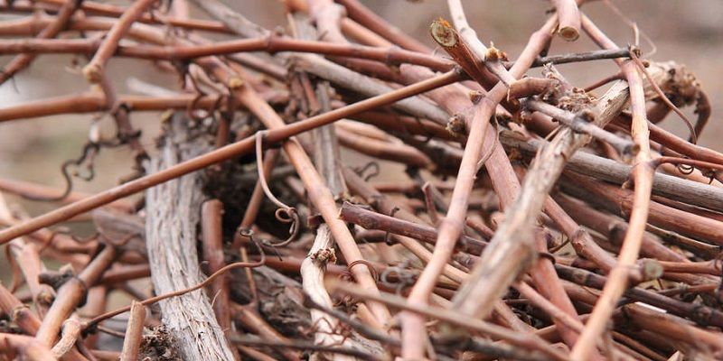 Küstenpott Containerdienst – fachgerechte Entsorgung deiner Park- und Gartenabfälle